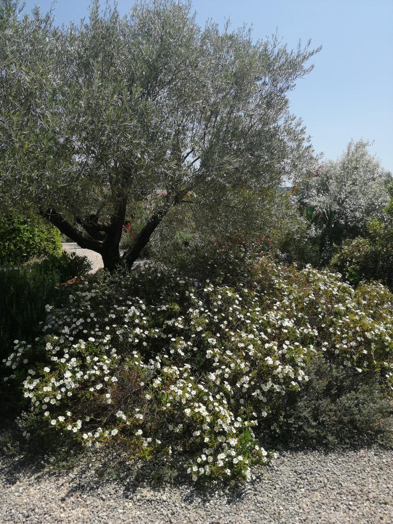 ווג Chambres D'Hotes Le Mas De Molines מראה חיצוני תמונה